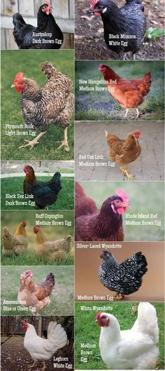 different types of chickens are shown in this image, with the names and description below