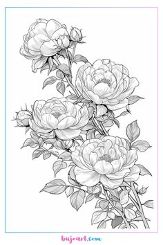 some flowers that are in the middle of a line art drawing style, on a white background