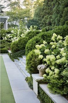 the garden is lined with green bushes and white hydrangeas