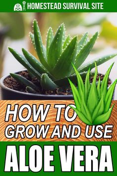 how to grow and use aloe vera in the garden with text overlaying