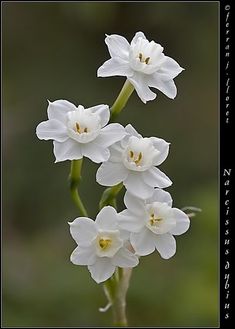 Narcissus Flower, Birth Flower, Birth Month, White Flowers, Flowers, White