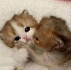 two kittens are playing with each other on the bed