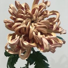 Chrysanthemum Centerpiece Wedding, October Flowers, Colour Guide, Long Stem Flowers, Plant Style, Food Photoshoot, Flora Flowers, Spotify Covers, Rose Arrangements