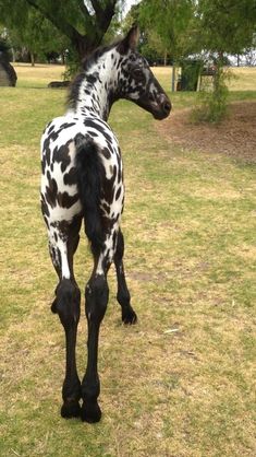 a black and white spotted horse standing on top of a grass covered field next to a tree