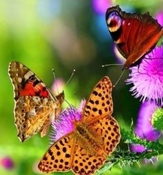 three butterflies sitting on top of purple flowers