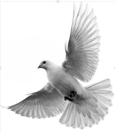 two white doves are flying in the air with their wings spread out and facing each other