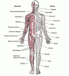 the muscles and their major skeletal systems are labeled in this diagram, with labels on each side