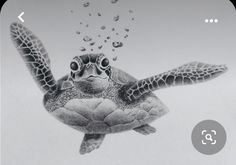 a pencil drawing of a sea turtle with bubbles coming out of its mouth