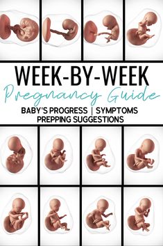 the baby's progress sympts are displayed in different stages and sizes, including an