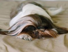 a dog wearing sunglasses laying on top of a bed