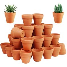 there are many clay pots and plants in the same size as each potted plant