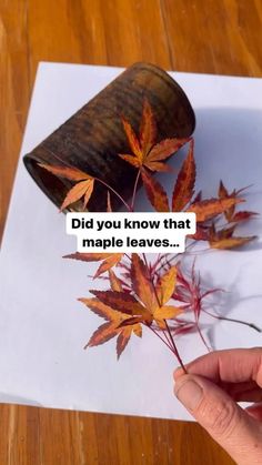 someone is holding some leaves in front of a piece of paper with the words did you know that maple leaves?