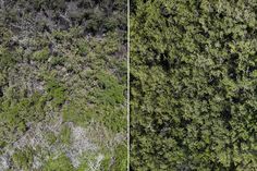 two views of trees from above, one is green and the other is brown