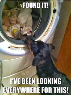 a dog is looking into a dryer with stuffed animals in it