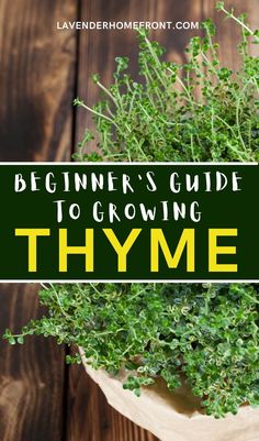 the herb thyme growing in a container Harvest Rosemary, Grow Thyme, Harvest Thyme, Growing Thyme, Thyme Plant, How To Grow Lemon, Preserving Herbs, Harvesting Herbs, Aromatic Plant