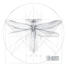 a drawing of a dragonfly sitting on top of a white circle with lines in the middle