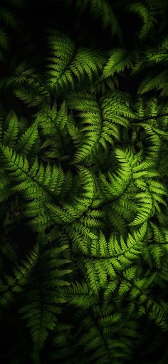 green fern leaves are shown in the dark