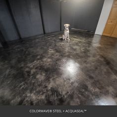 a dog is sitting in the middle of a room with black walls and flooring