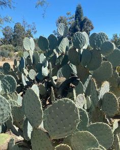 a large group of cactus plants in the desert