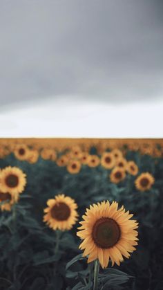 a field full of sunflowers under a cloudy sky