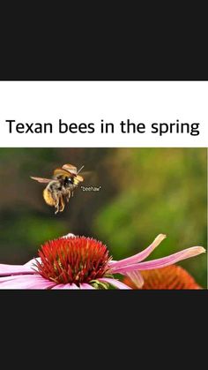 a bee flying over a pink flower with the caption texas bees in the spring