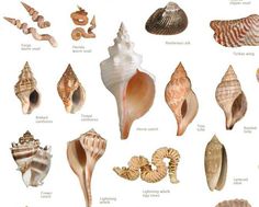 an image of seashells and sea shells