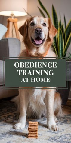 a dog sitting on the floor holding a sign that says,'obedience training at home '