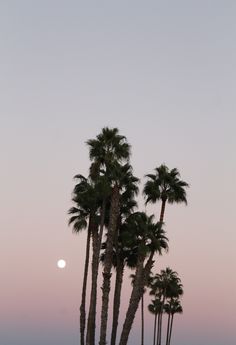 palm trees and the moon are in the sky at dusk, as seen from an empty beach