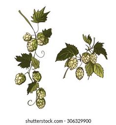 hops with leaves and flowers on a white background