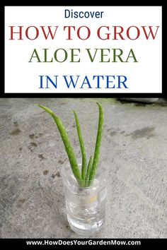 an aloe vera plant in a glass vase with text overlay reading how to grow aloe vera in water