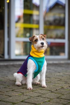 a small white and brown dog wearing a yellow, blue, and green scarf on it's neck