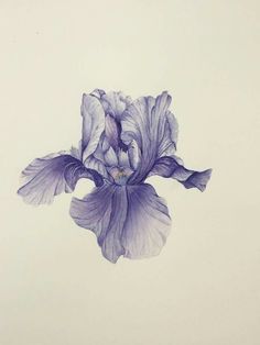 a drawing of a purple flower on a white background