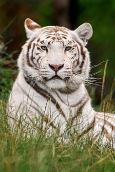 a white tiger laying in the grass with its eyes open and looking at the camera