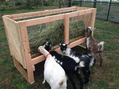 three goats are eating hay out of a pen