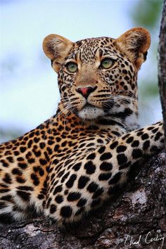 a large leopard laying on top of a tree