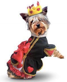 a small dog dressed in a costume with hearts on it's chest and legs