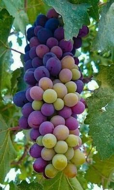 the grapes are ready to be picked from the tree