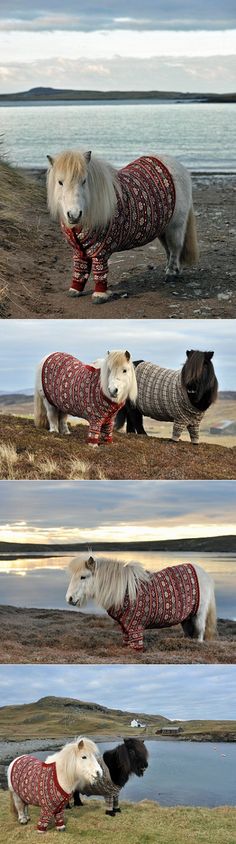 four pictures of dogs in sweaters walking on the beach with their tails wrapped around them