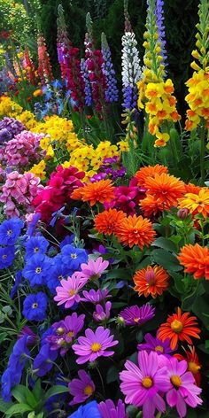 many different colored flowers in a garden