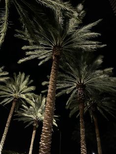 the palm trees are lit up at night