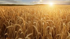 the sun is setting over a wheat field