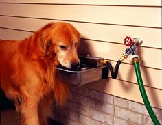 a dog drinking water out of a bowl on the side of a house next to a hose