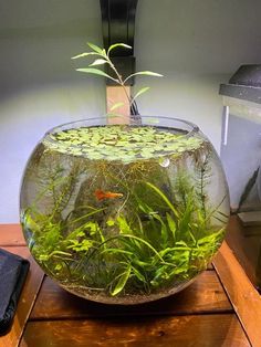 a fish bowl filled with water and plants