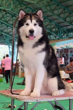 a black and white dog sitting on top of a wooden chair with people in the background