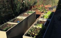 several raised garden beds with plants growing in them