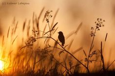 a bird sitting on top of a tall grass covered field next to the sun in the distance