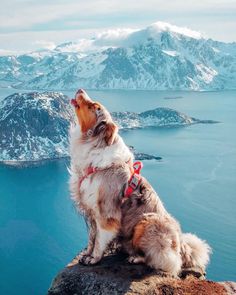 a dog sitting on top of a mountain looking at the sky and mountains in the distance