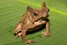 a brown frog sitting on top of a green leaf