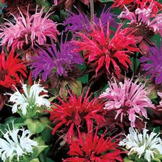 a bunch of flowers that are sitting in a vase on a table with some sort of color