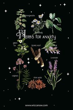 Herbs And Their Properties, Magical Herbs And Their Uses, Witch Herbs And Their Uses, Herbs For Witchcraft, Herbs Magic, Herbs And Plants, Witch Herbs, Magia Das Ervas